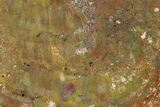 Polished, Petrified Wood (Araucarioxylon) - Arizona #159724-2